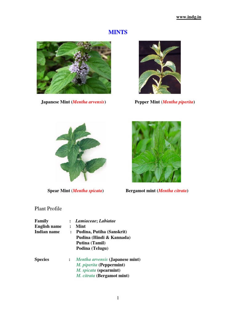 Mint Leaves In Kannada Herbs and Food Recipes