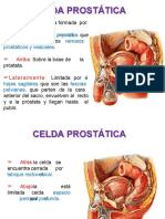 Celda Prostatica