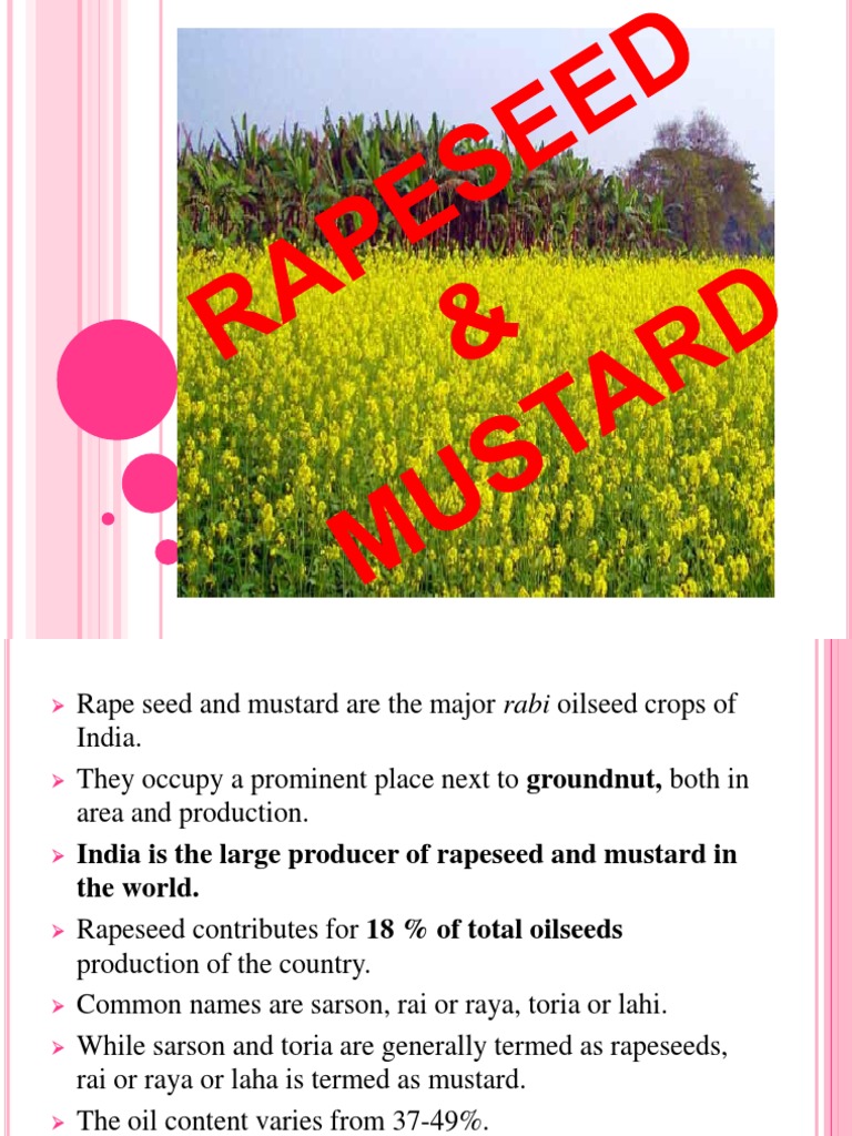 Mustard and Rapeseed Cultivation Guide | PDF | Rapeseed | Crops