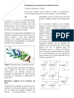 Propiedades y estructura de la α-amilasa de maíz