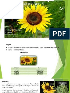 Cultivo de Girasol | PDF | Flores | Hoja