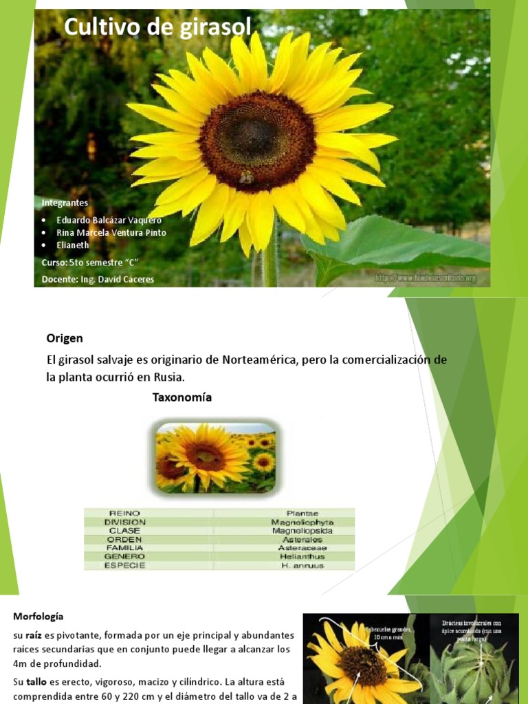 Cultivo de Girasol | PDF | Flores | Hoja