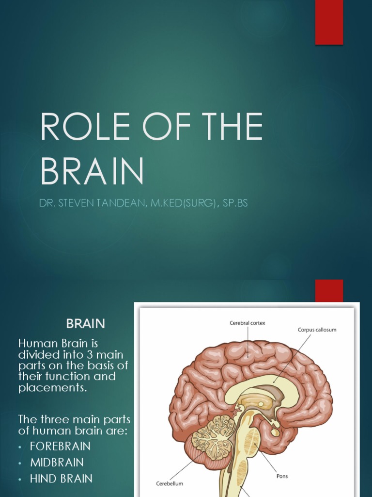 The Role and Functions of the Major Parts of the Human Brain | PDF ...