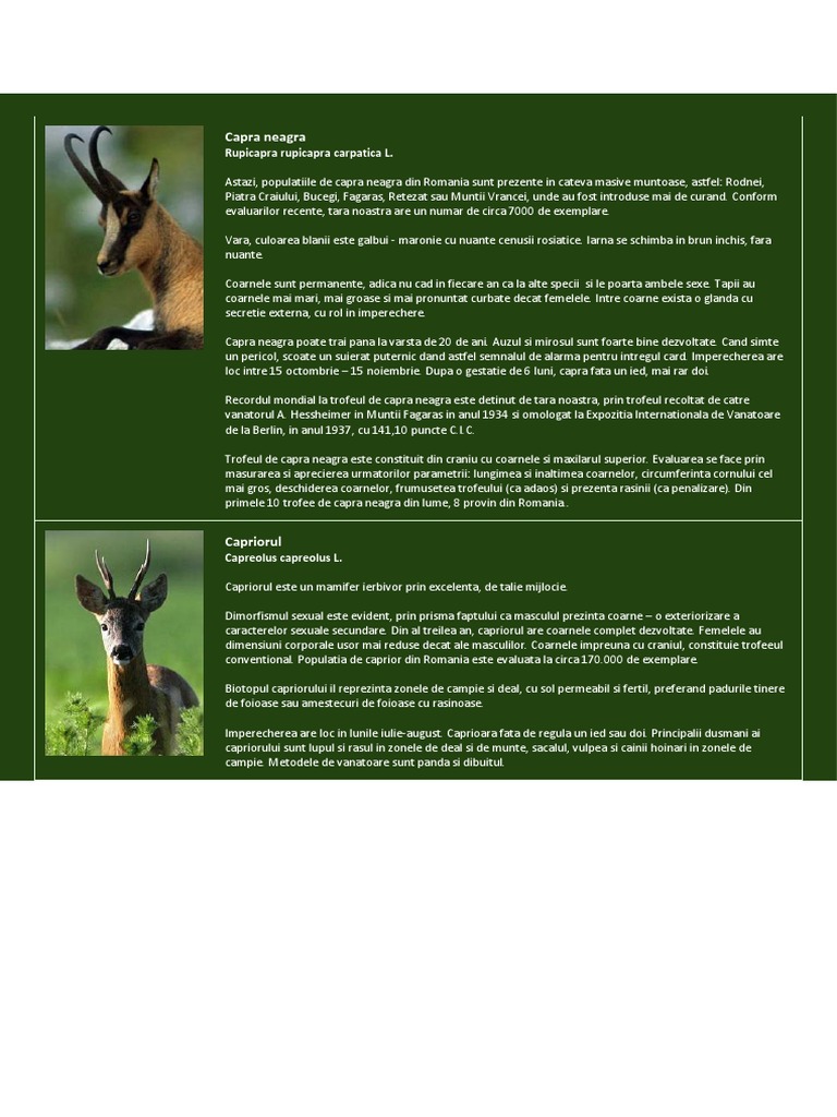 Capra Neagra | PDF