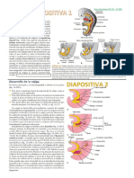 WORD EMBRIO VEJIGA Y URETRA.docx