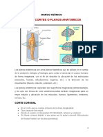 Cortes Anatomicos