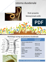 Ancylostoma Duodenale