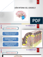 Neuro configuración interna del cerebelo