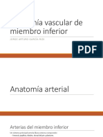 Anatomía vascular del miembro inferior
