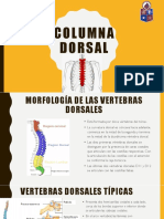 Columna Dorsal1