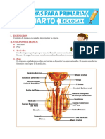 Aparato Reproductor Femenino