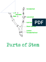 Parts of Stem