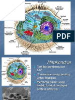 Mitokondria - Dan Lain Lain