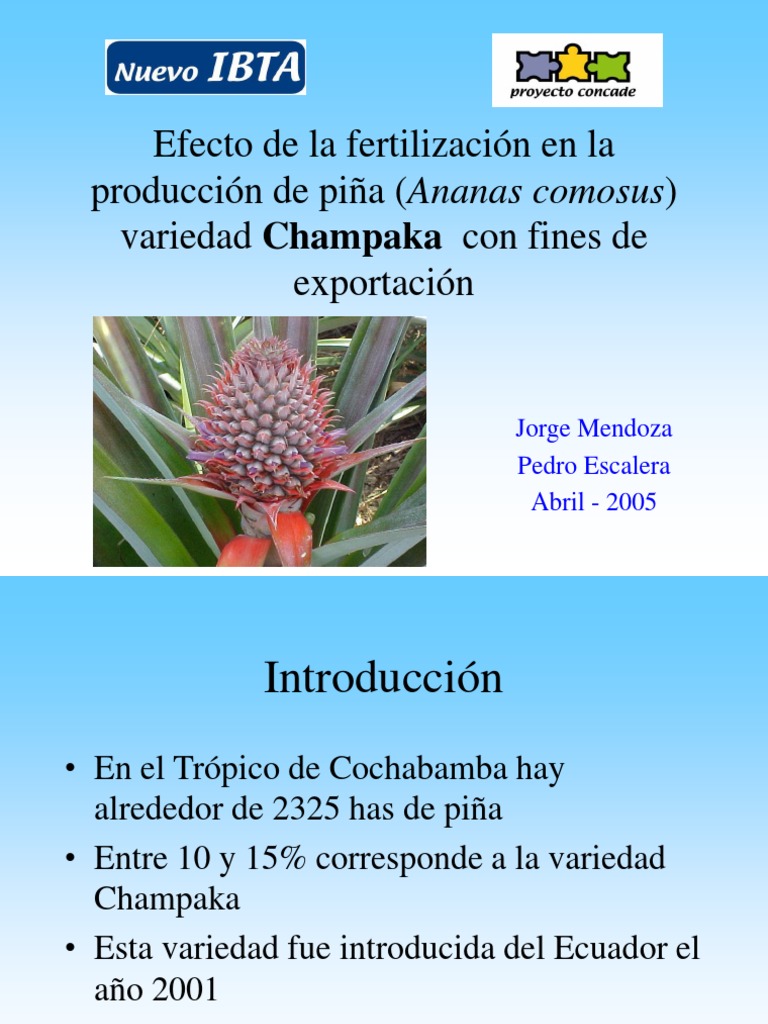 Fertilización de piña Champaka para exportación | PDF | Piña ...