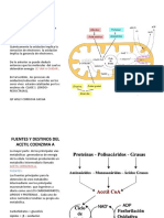 Metabolismo Oxidativo - Ciclo Krebs Sanitaria 2016-2