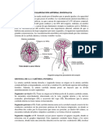 Vascularizacion Arterial Encefalica PDF