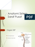 Anatomi SSP