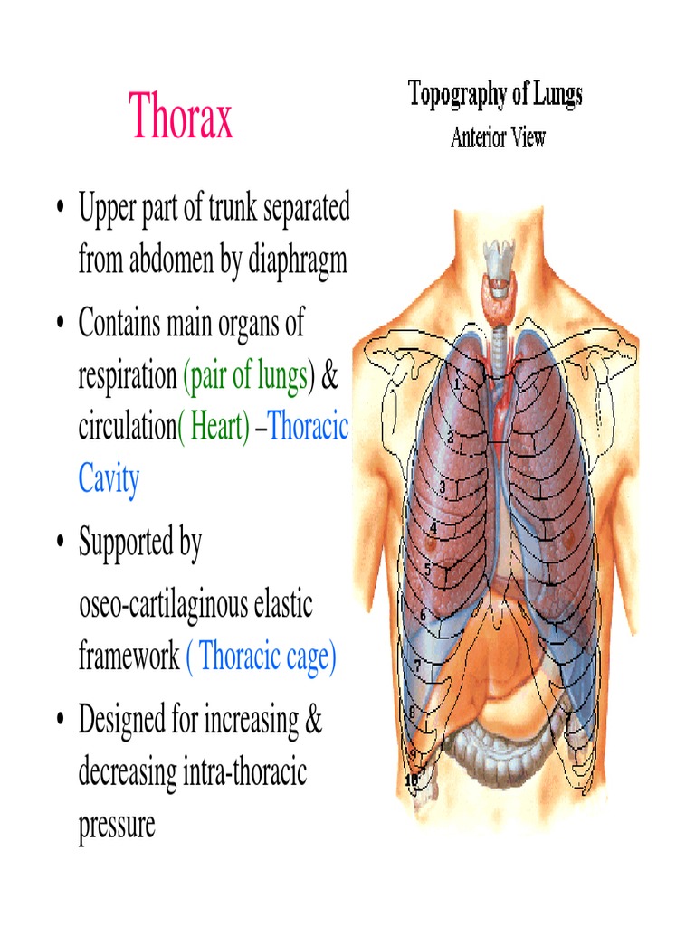 thorax-pair-of-lungs-heart-pdf-thorax-primate-anatomy