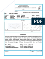 Manicia aerolata, karang berkoloni dari zaman Pliocene