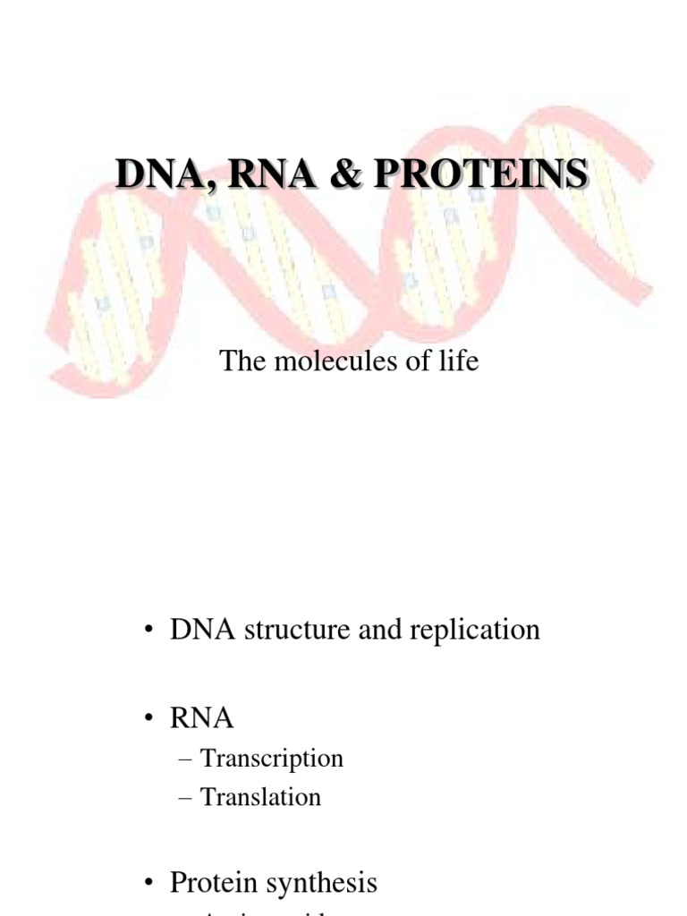 DNA Replication and Protein Synthesis | PDF | Rna | Translation (Biology)