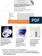 The Expression of The Homeobox Gene Shox2 in The Cranial Neural Crest Derived Mesenchymal Cells of The Maxilla-Mandibular Junction