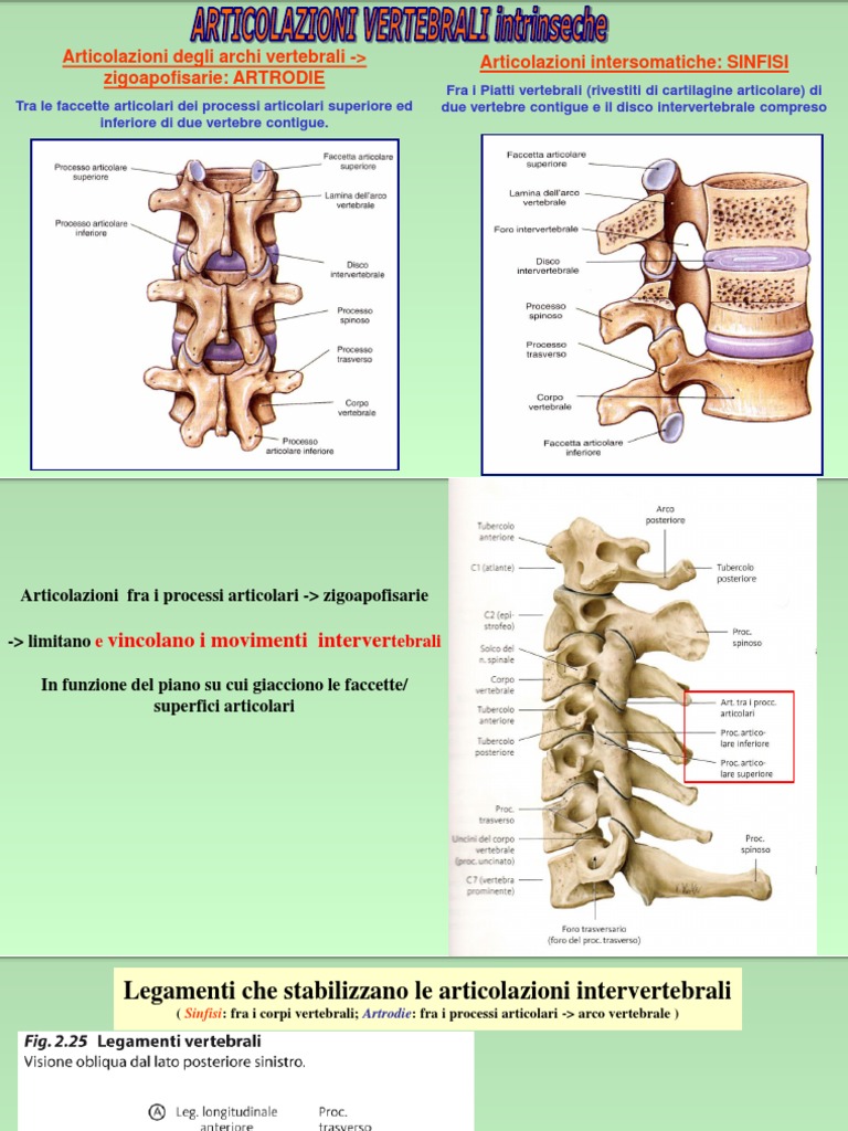 Rachide | PDF