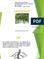 Plantas Uniformes