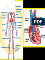 Sistema Circulatorio