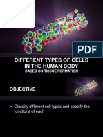 Different Types of Cells in The Human Body: Based On Tissue Formation