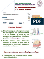 Sistema Urinario Clase 6 Dr. Barón