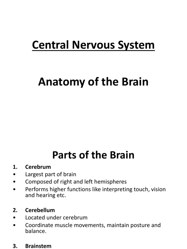 Brain Anatomy and Functions Explained | PDF | Brainstem | Cerebrum