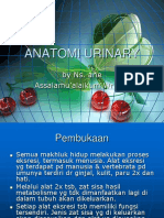 Anatomi Urinary