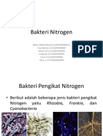 Bakteri Nitrogen