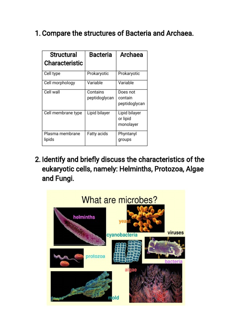 Microbio Assignment | PDF