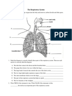 The Respiratory System Activity