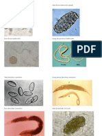 Tugas Cacing Parasitologi Helmint