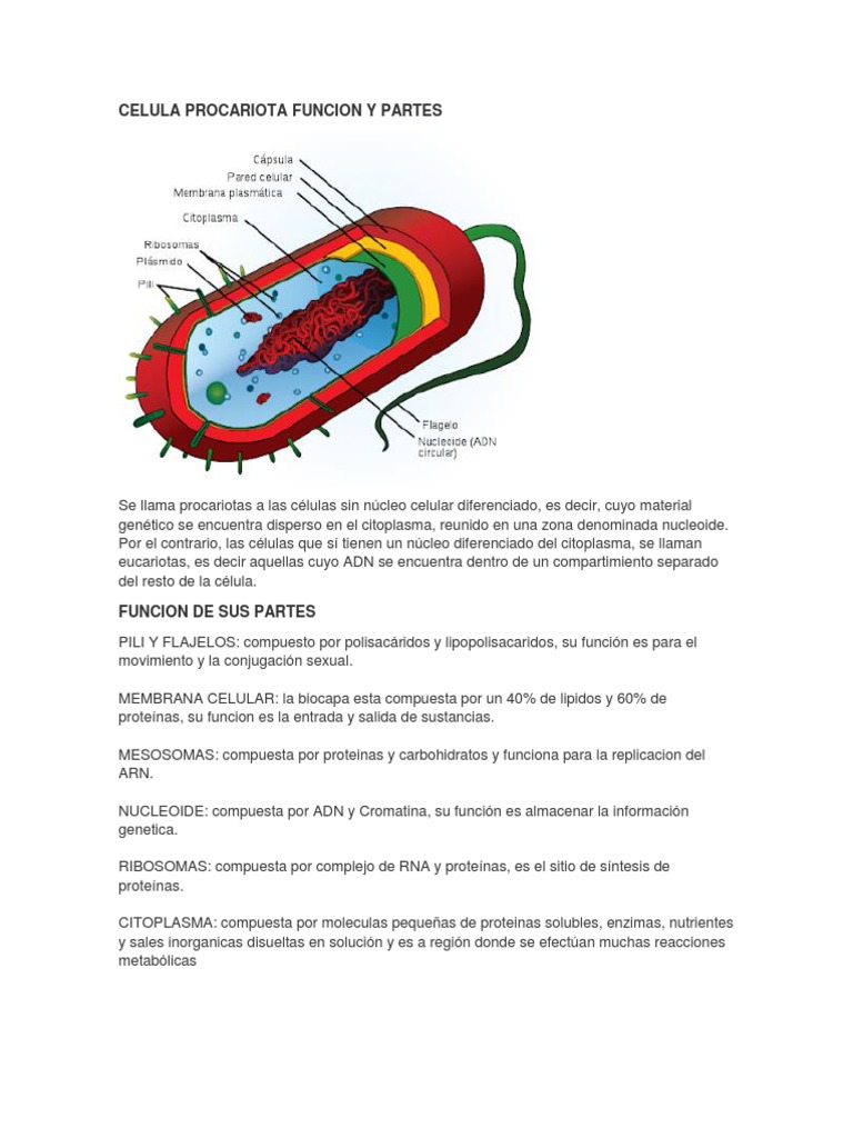 Celula Procariota Funcion y Partes
