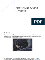 Neuro Sistema Nervioso Central