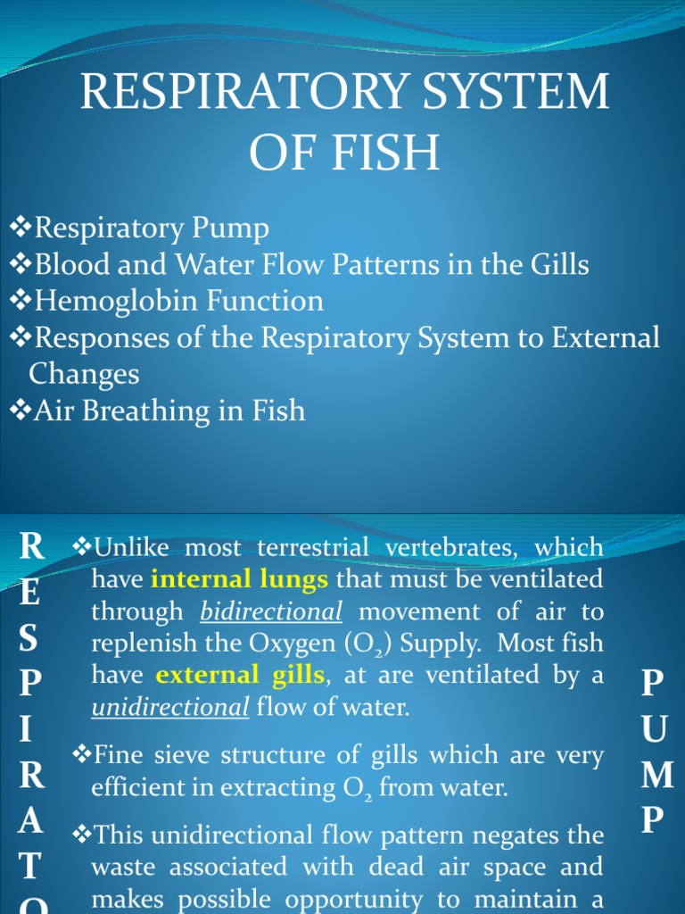 Fish Respiratory System Overview | PDF | Foreign Language Studies | Art