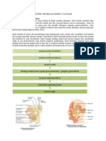 Review Neuroanatomi N.facialis