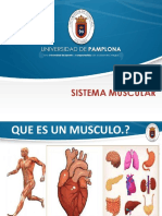 Sistema muscular: tipos, estructura y funciones