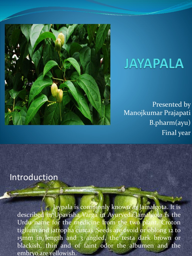 Jaipal | PDF | Seed | Botany