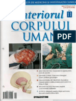 Interiorul Corpului Uman Nr 11