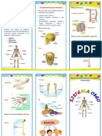 Triptico Rsistema Oseo