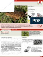 017 Sapo Comun PDF
