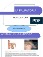 Anatomia Palpatoria Muscular
