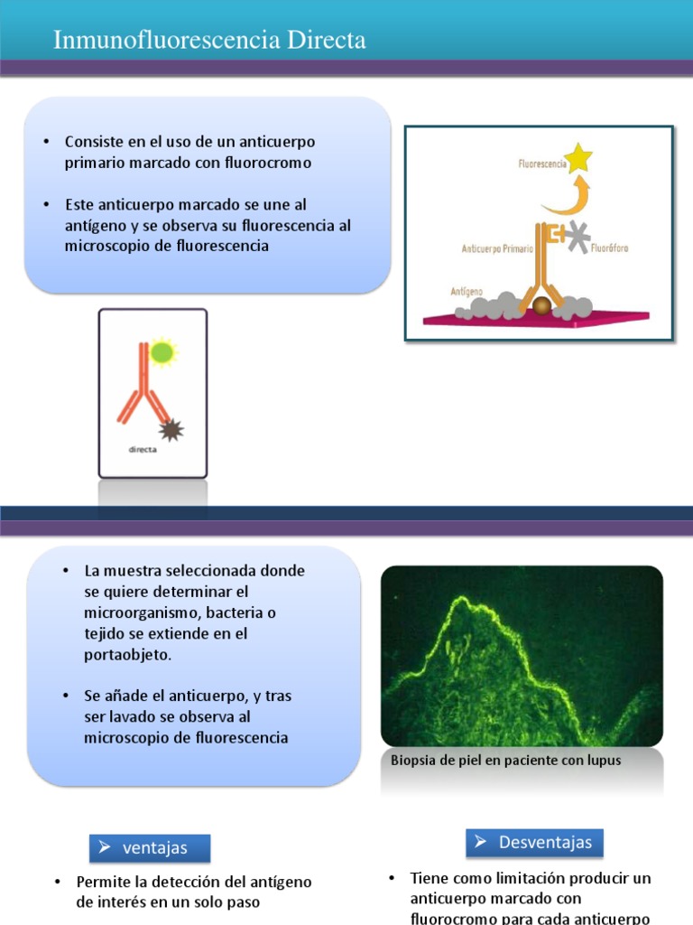 Inmunofluorescencia Directa: Procedimiento y Fundamentos | PDF ...