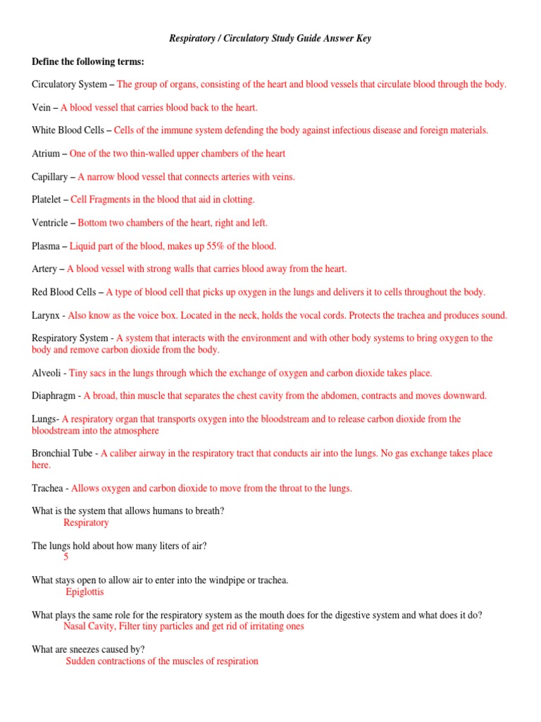 Respiratory And Circulatory Study Guide Key Pdf Respiratory Tract