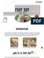 Seminario Foot Rot