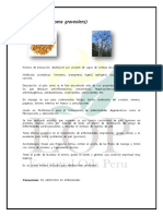 Palo Santo PDF